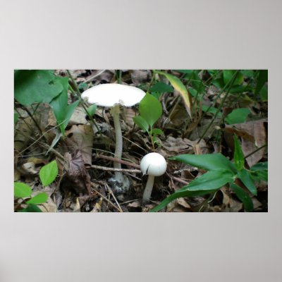 Big and little white mushrooms posters by MindJunket
