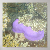 Big Anemone Posters