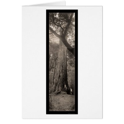 Big Basin Redwood Tree Photo 1907 Greeting Cards by lc_panoramicphotos