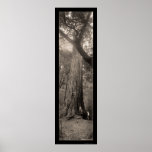 Big Basin Redwood Tree Photo 1907 Posters