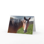 Big Bay American Quarter Horse - Blank Inside Greeting Cards