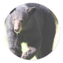 big bear stickers