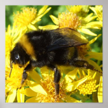 Big Bee Poster