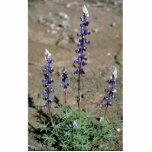 Big Bend Bluebonnet Photo Cut Outs