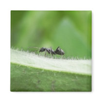 Big Black Ant
