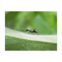 Big Black Ant