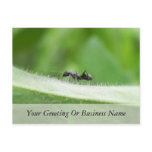 Big Black Ant