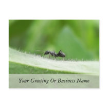 Big Black Ant