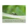 Big Black Ant