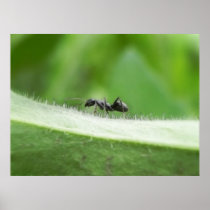 Big Black Ant