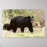 big black bear posters
