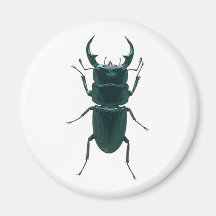 Big Black Dung Beetle Magnets