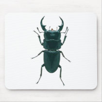 Big Black Dung Beetle