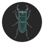 Big Black Dung Beetle