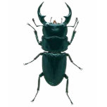 Big Black Dung Beetle t-shirts