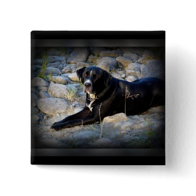 Big Black Pitbull Lab Cross by CountryCorner