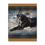 Big Black Pitbull Lab Cross