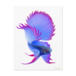 Big Blue Betta Fish