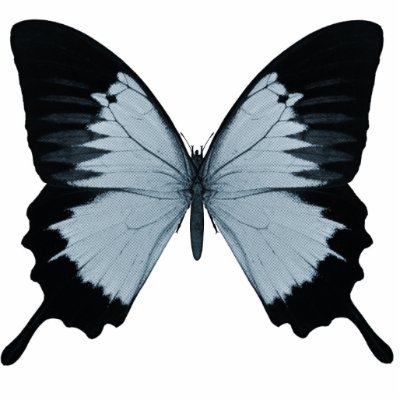 Big Blue & Black Butterfly by VoXeeD