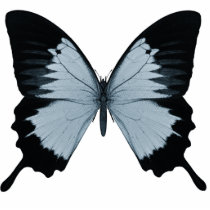 Big Blue & Black Butterfly