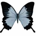 Big Blue & Black Butterfly photo sculptures