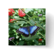 Big Blue Butterfly 2