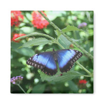 Big Blue Butterfly 2