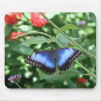 Big Blue Butterfly 2