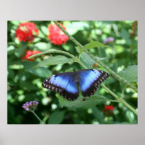Big Blue Butterfly 2
