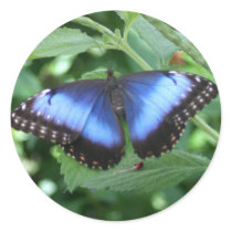 Big Blue Butterfly 2