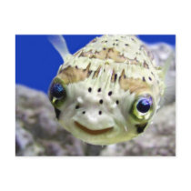 Big Blue Eyes Postcard
