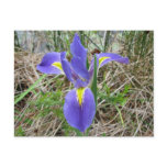 Big Blue Louisiana Iris Postcard