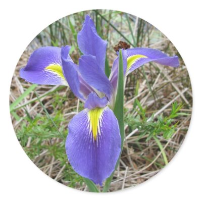 Big Blue Louisiana Iris Stickers by lalagniappe