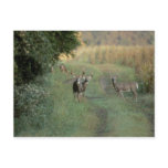 Big Boys Club Postcards