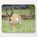 Big Buck