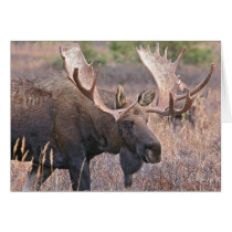 Big Bull Moose Greeting Cards
