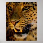 Big Cat Macro Poster