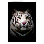 Big Cat Note Cards