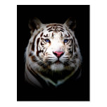 Big Cat Postcard 1