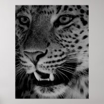 Big Cat Posters