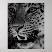 Big Cat Posters