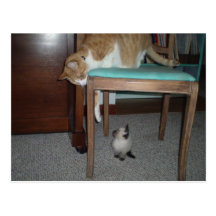 Big Cat Sees Little Kitten Postcard