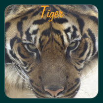 Big Cat Sumatran Tiger Wildlife Stickers stickers