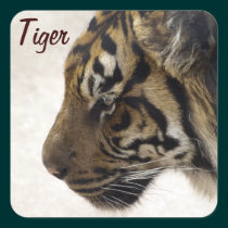 Big Cat Sumatran Tiger Wildlife Stickers stickers