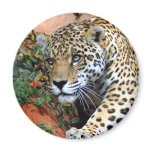 Big Cats - 10