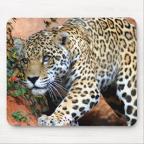 Big Cats - 10