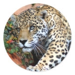 Big Cats - 10