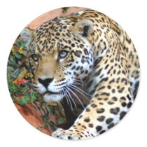 Big Cats - 10