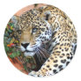 Big Cats - 10
