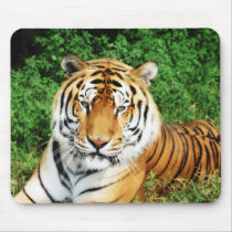 Big Cats - 12
